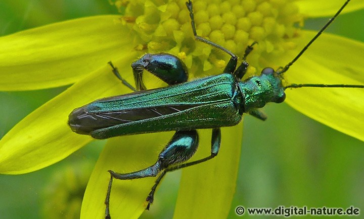 Oedemera nobilis Männchen