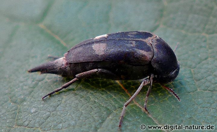 Gebänderter Stachelkäfer Variimorda villosa