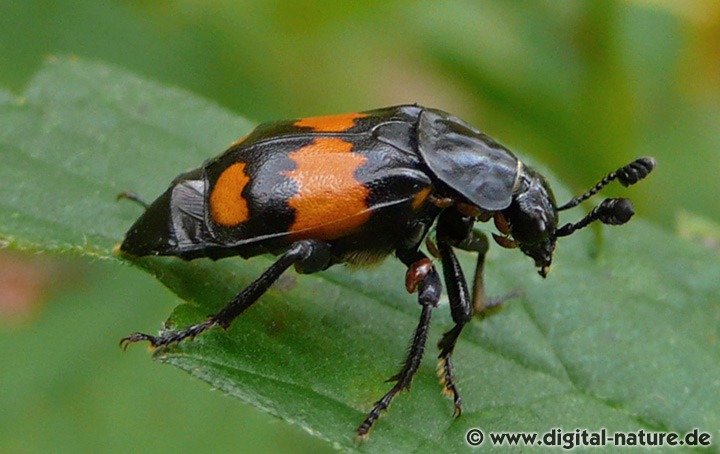Necrophorus vespilloides findet man in verschiedenen Wäldern