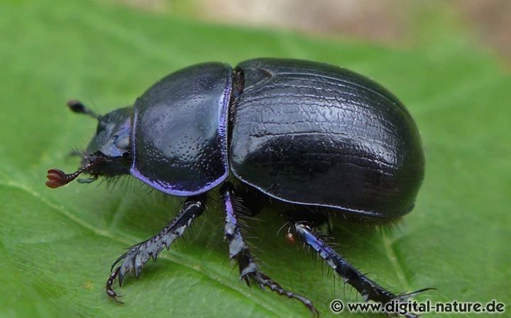 Waldmistkäfer Anoplotrupes stercorosus