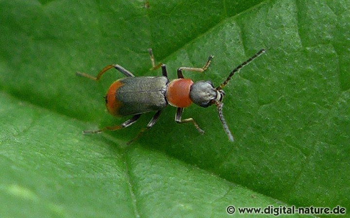 Sumpfschwertlilien-Warzenkäfer Cerapheles terminatus