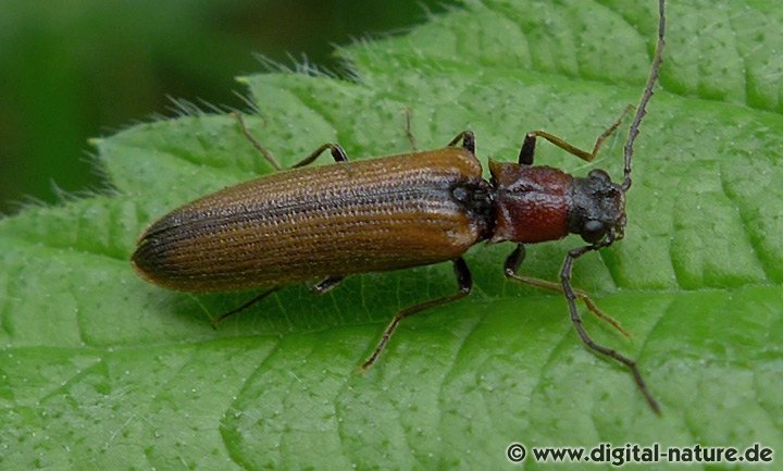 Denticollis linearis Nominatform