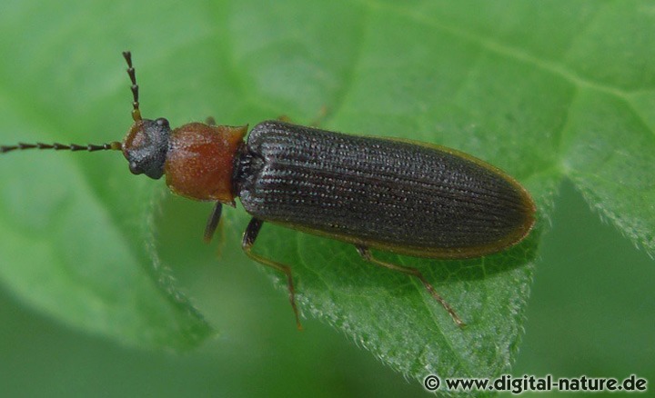 Zahnhalsiger Schnellkäfer (Dunkle Farbmorphe)