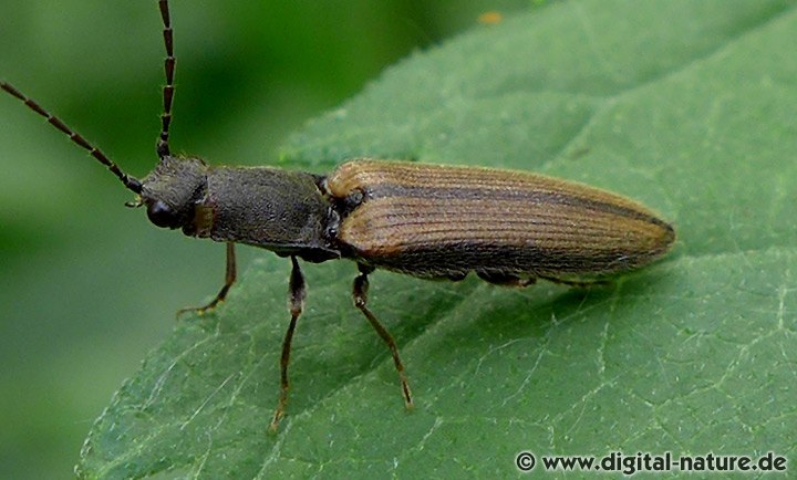 Zweifarbiger Laubschnellkäfer Athous bicolor