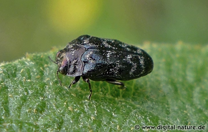 Gemeiner Zwergprachtkäfer Trachys minutus