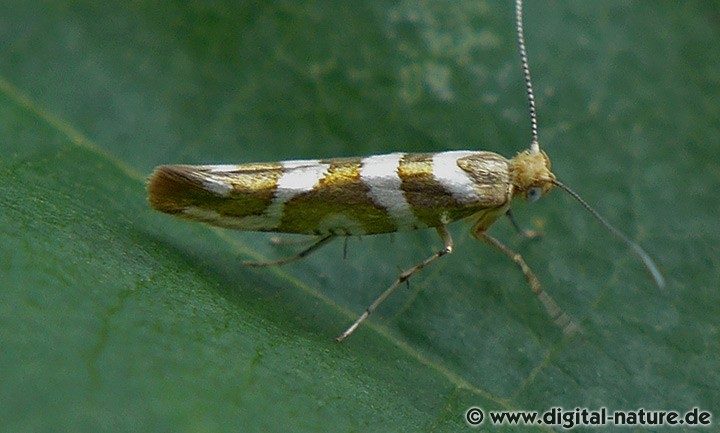 Knospenmotte Argyresthia goedartella