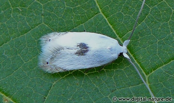 Wolfstrapp-Augendeckelfalter Pseudopostega auritella