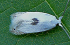 Pseudopostega auritella