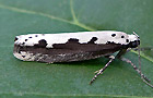 Ethmia bipunctella