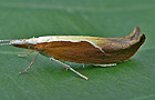 Ypsolopha dentella