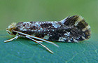 Nemapogon koenigi