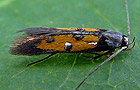 Chrysoclista linneella
