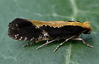 Monopis obviella