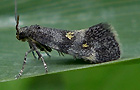 Chrysoesthia sexguttella