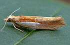 Ypsolopha parenthesella