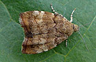 Choreutis pariana