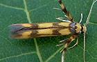 Stathmopoda pedella