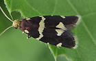 Incurvaria praelatella