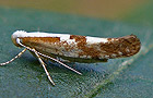 Argyresthia pruniella