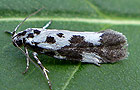Ethmia quadrillella