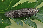 Gelechia scotinella