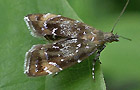 Prochoreutis sehestediana