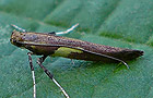 Caloptilia semifascia