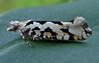 Ypsolopha sequella