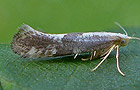 Argyresthia spinosella