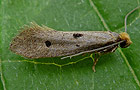 Tinea trinotella