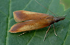 Dichomeris ustalella