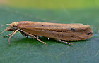 Ypsolopha ustella