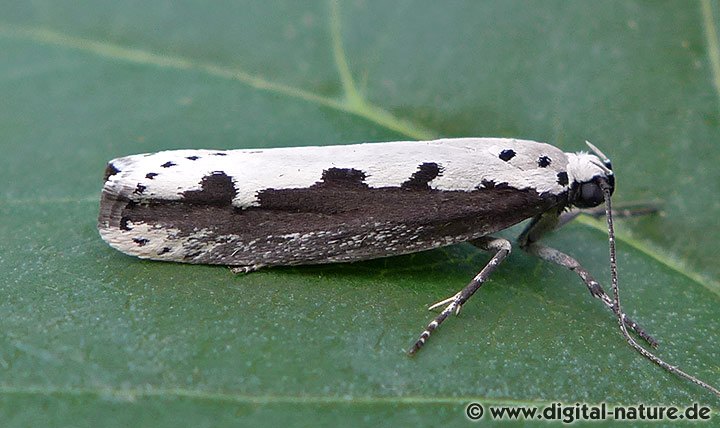 Natternkopf-Grasminiermotte Ethmia bipunctella