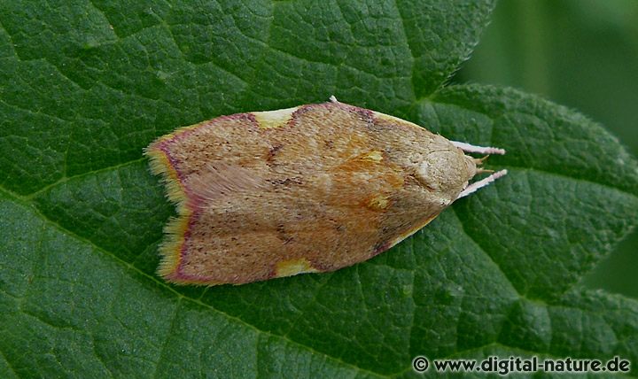 Eichen-Faulholzmotte (Carcina quercana)