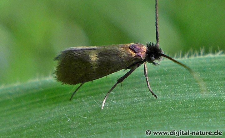 Langhornmotte Cauchas fibulella