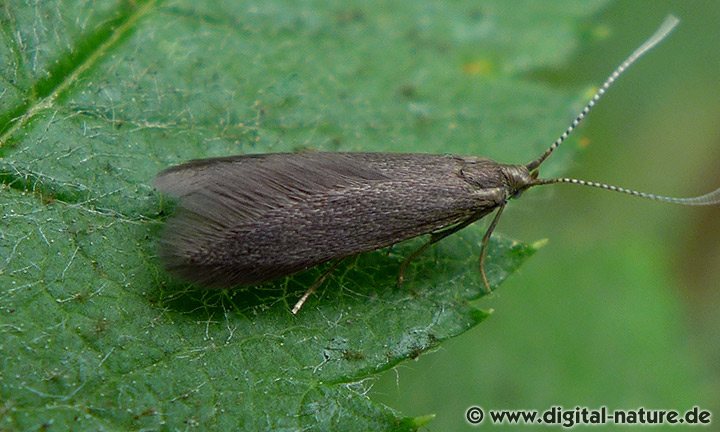 Sackträgermotten Gattung Coleophora