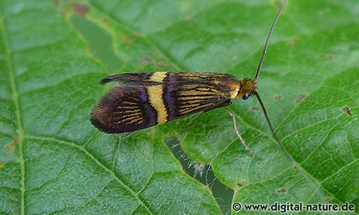Liguster-Langhornfalter (Adela croesella)