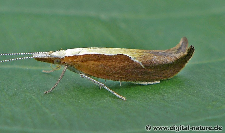 Ypsolopha dentella