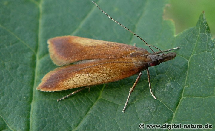 Palpenmotte Dichomeris ustalella