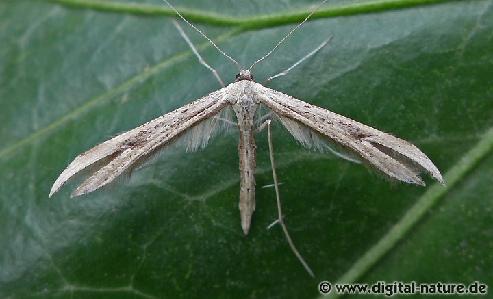 Emmelina monodactyla oder argoteles