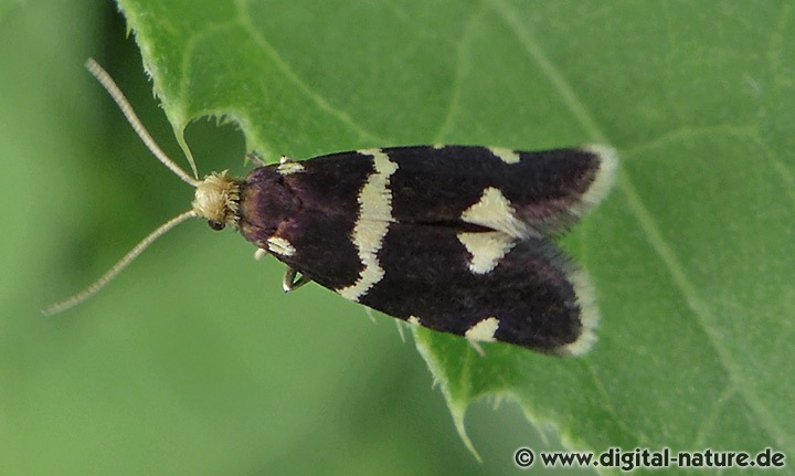 Miniersackmotte Incurvaria praelatella