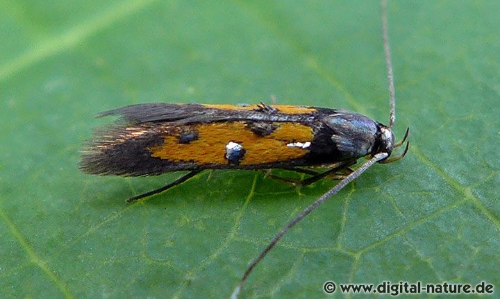 Chrysoclista linneella