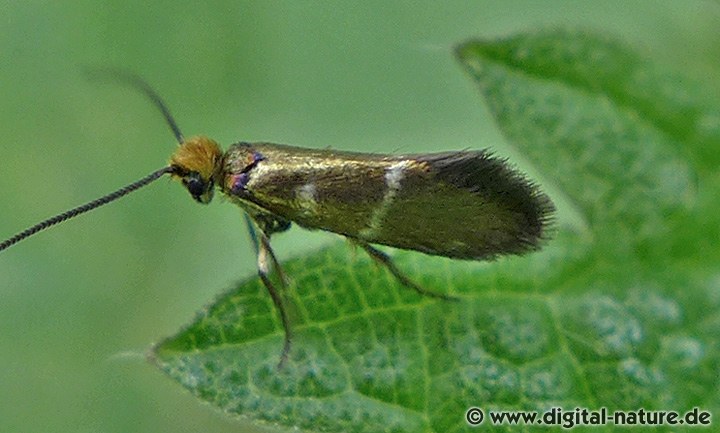 Urmotte Micropterix aruncella