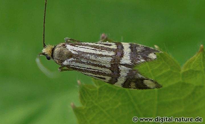 Ochsenheimers Langfühler (Nemophora ochsenheimerella)