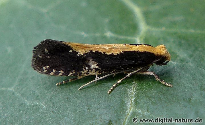 Schafwollmotte Monopis obviella