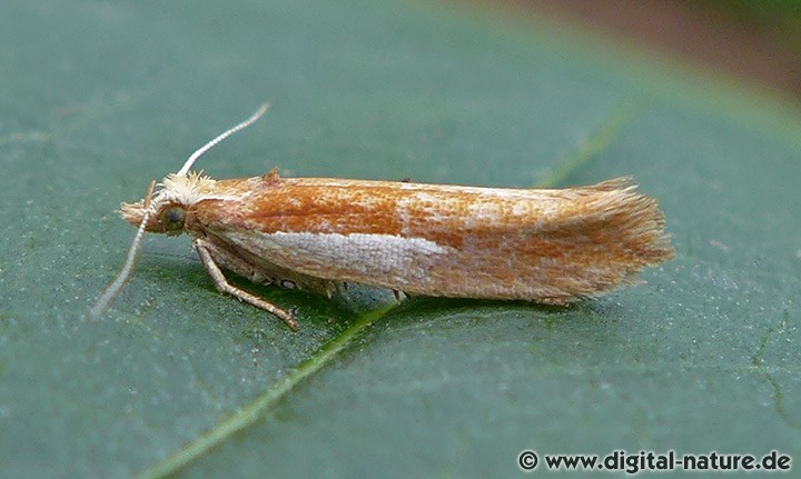 Ypsolopha parenthesella
