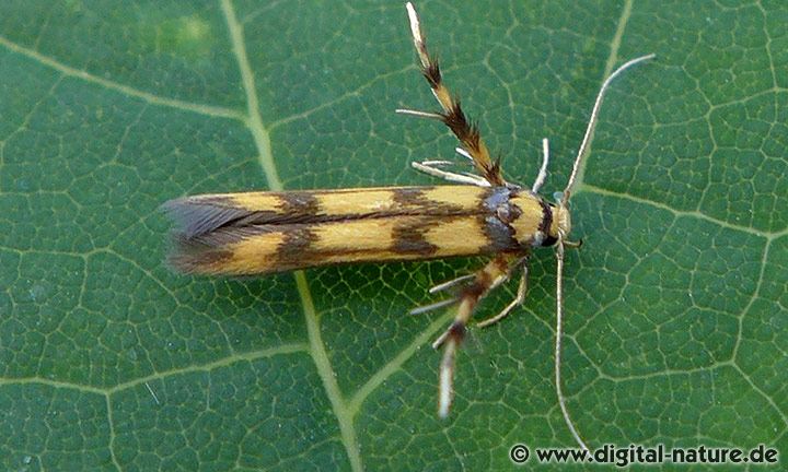 Balancierstabmotte Stathmopoda pedella
