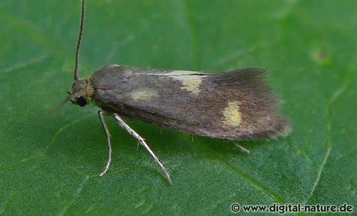 Zahnflügelfalter Phaulernis fulviguttella
