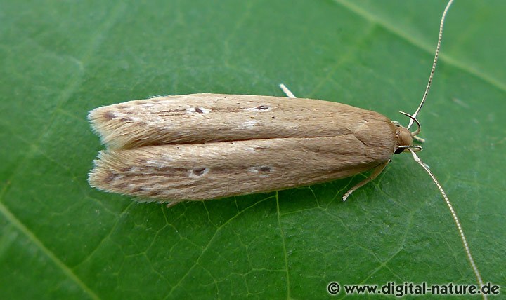 Prachtfalter Limnaecia phragmitella