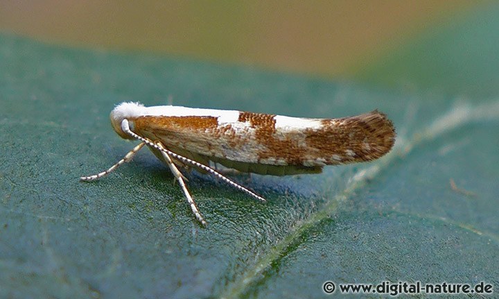 Kirschblütenmotte Argyresthia pruniella